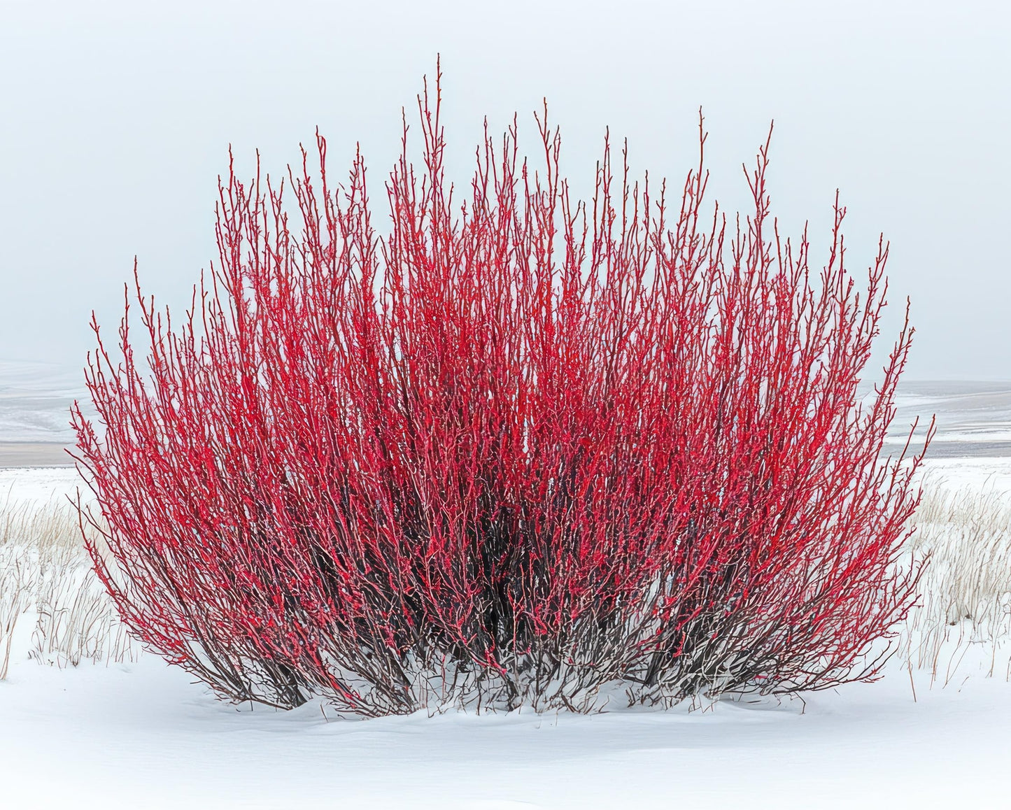 Bright Red Dogwood Cuttings to Plant - No Roots, Easy to Grow - Grow Red Dogwood Bushes, Winter Glory Dog Bush (10 Cuttings)