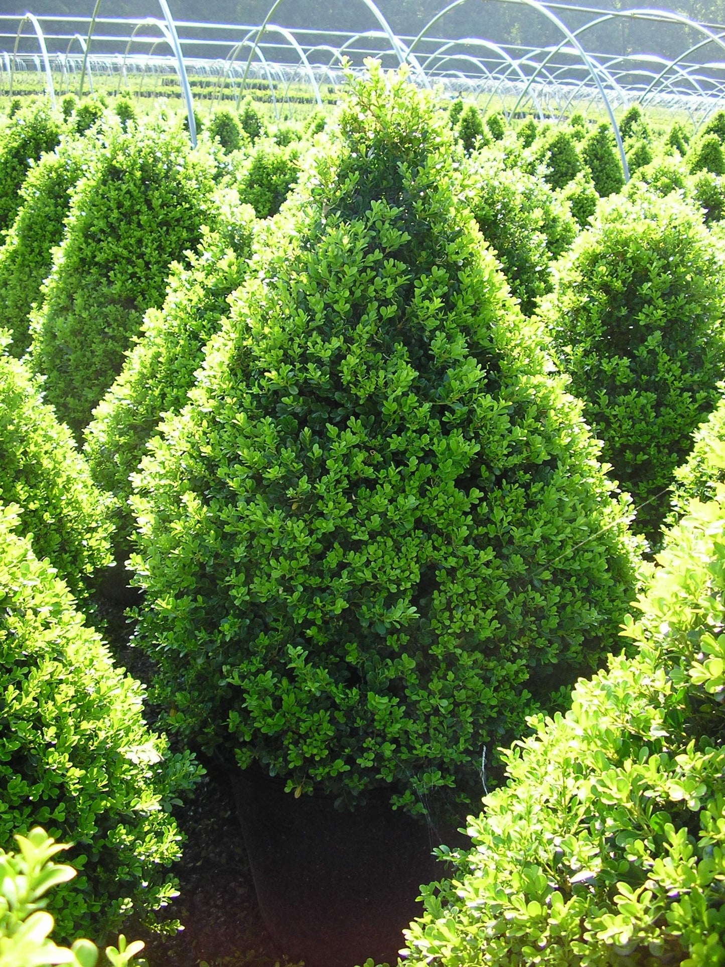 Live Plant from Green Promise Farms - Buxus Cranberry Creek (Boxwood), #2 Gallon Size Container, Evergreen
