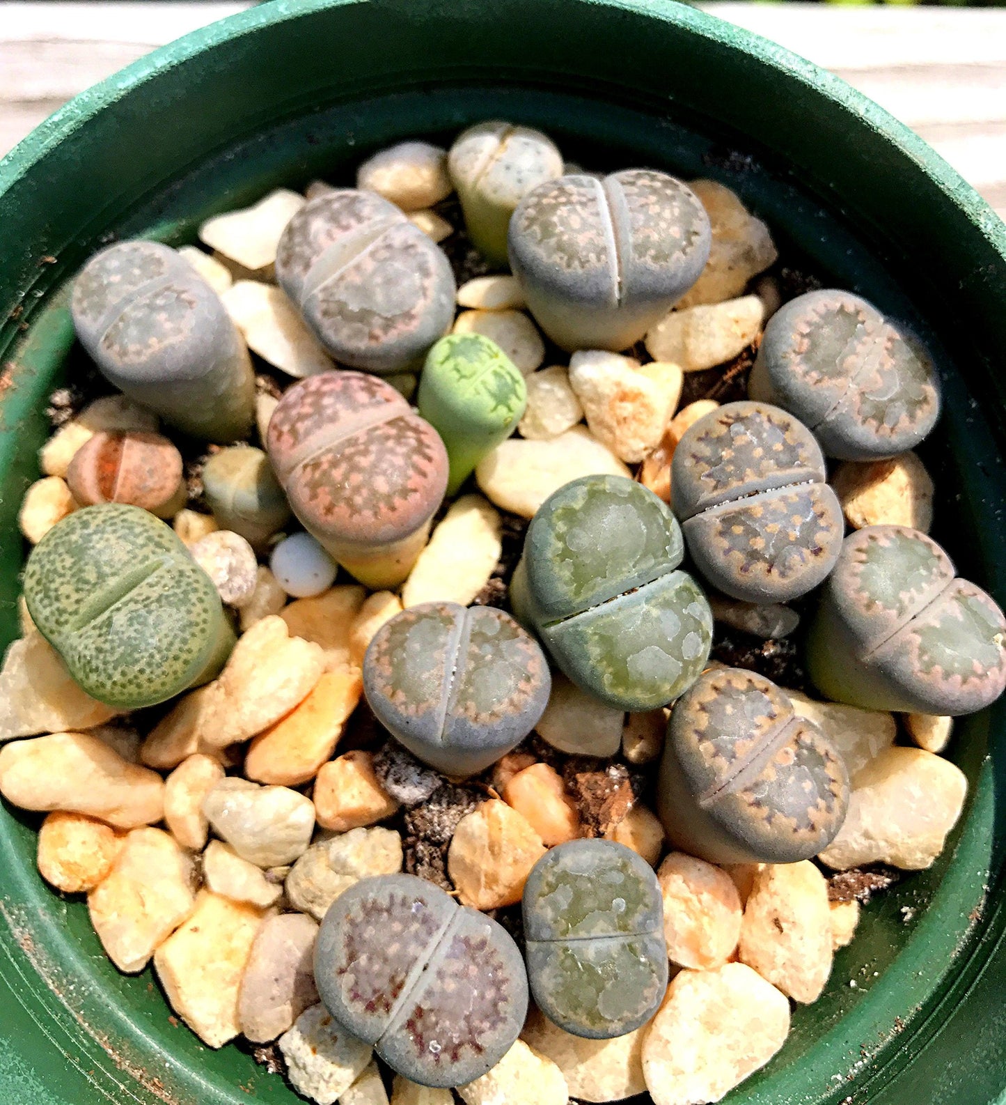 Pack of 10 Live Exotic Lithops Plant Large Size Rare Living Stone Seedling Perfect Terrarium Addition