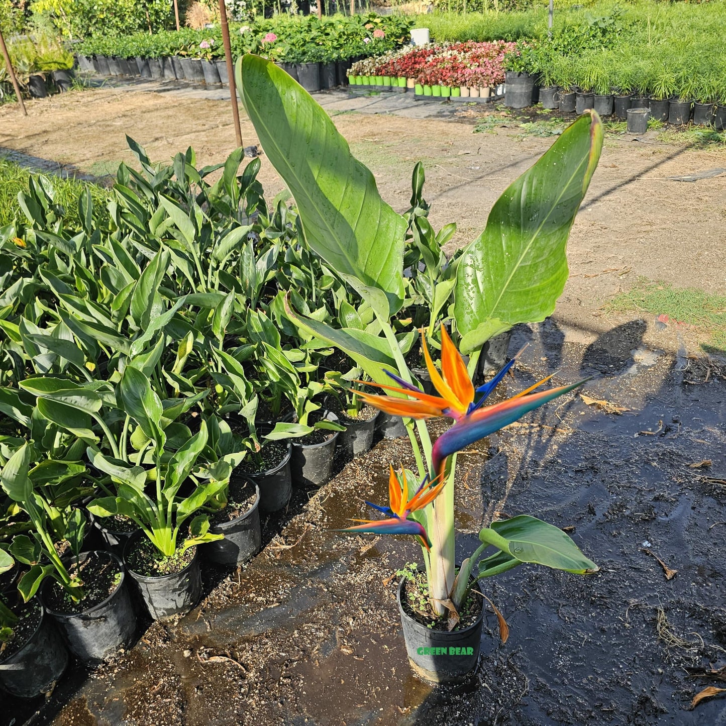 Green Bear Garden Bird of Paradise Plant, Live Tropical Strelitzia Reginae, Indoor Outdoor Houseplant (Orange, 5 Gallon)
