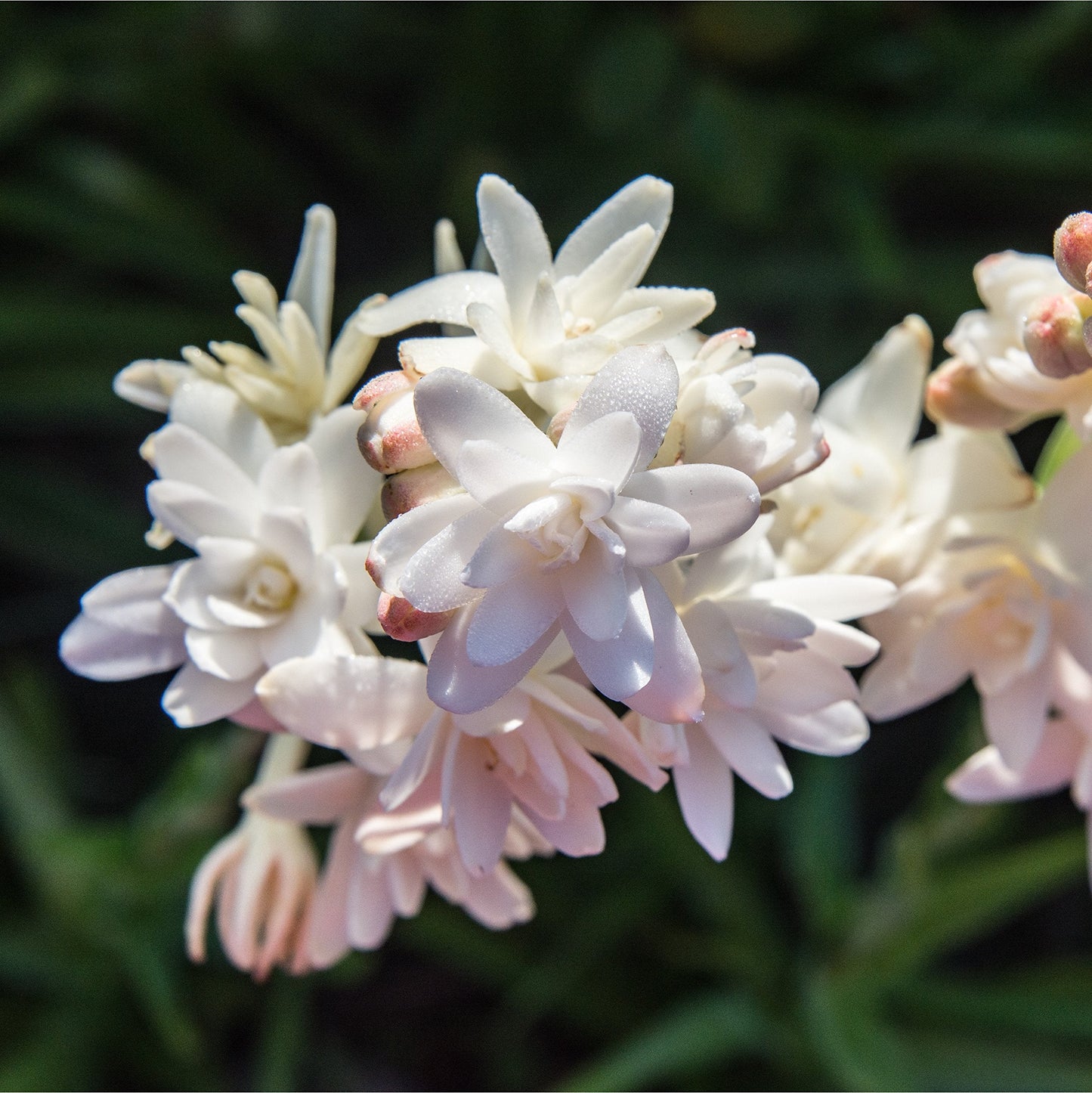 Easy to Grow Tuberose 'Pink Sapphire' Plant Bulbs (3 Pack) - Fragrant Pink Double Flowering Blooms in Summer Gardens