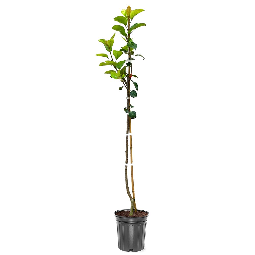Bartlett Pear Tree, Delicious, Classic Choice, Sweet and Juicy Fruit, 1-2 ft Tree Height, 1 gal Nursery Pot (Due to Agricultural Laws, we Cannot Ship to CA, AZ, AK, or HI)