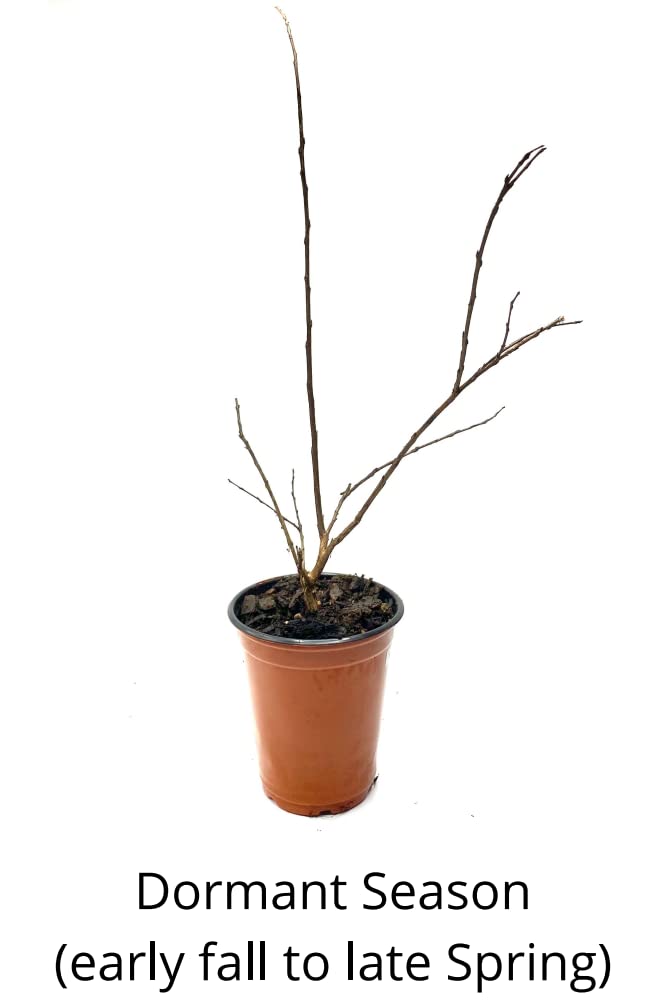 Natchez Crape Myrtle Tree Quart Containers, 6-12 Inches Tall | Fast-Growing, White Flowering Live Plant for Outdoor Landscape, Garden & Patio (6 Pack)