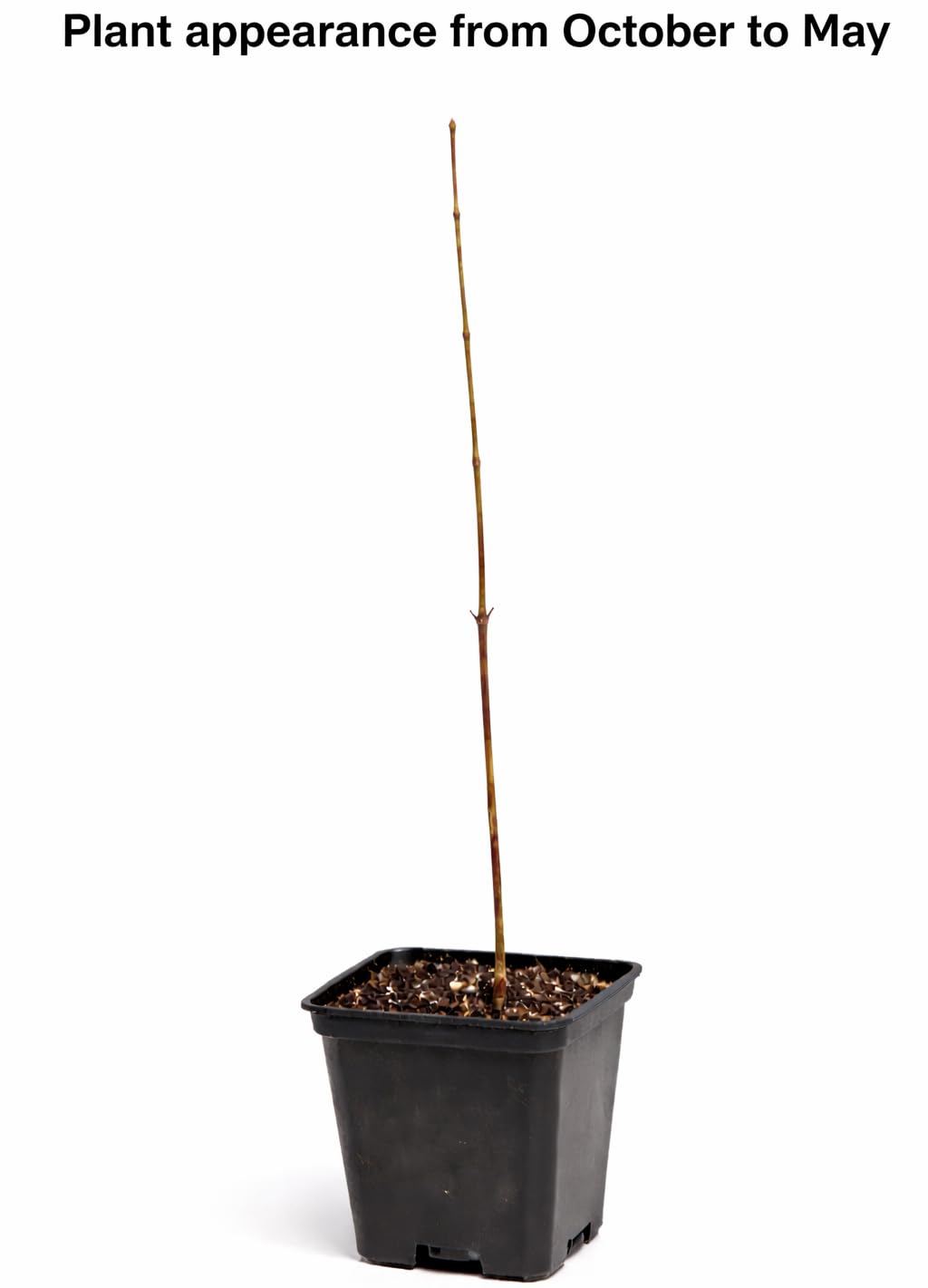 American Sycamore Tree - 10-18" Tall - Quart Pot - Live Plant - Platanus occidentalis