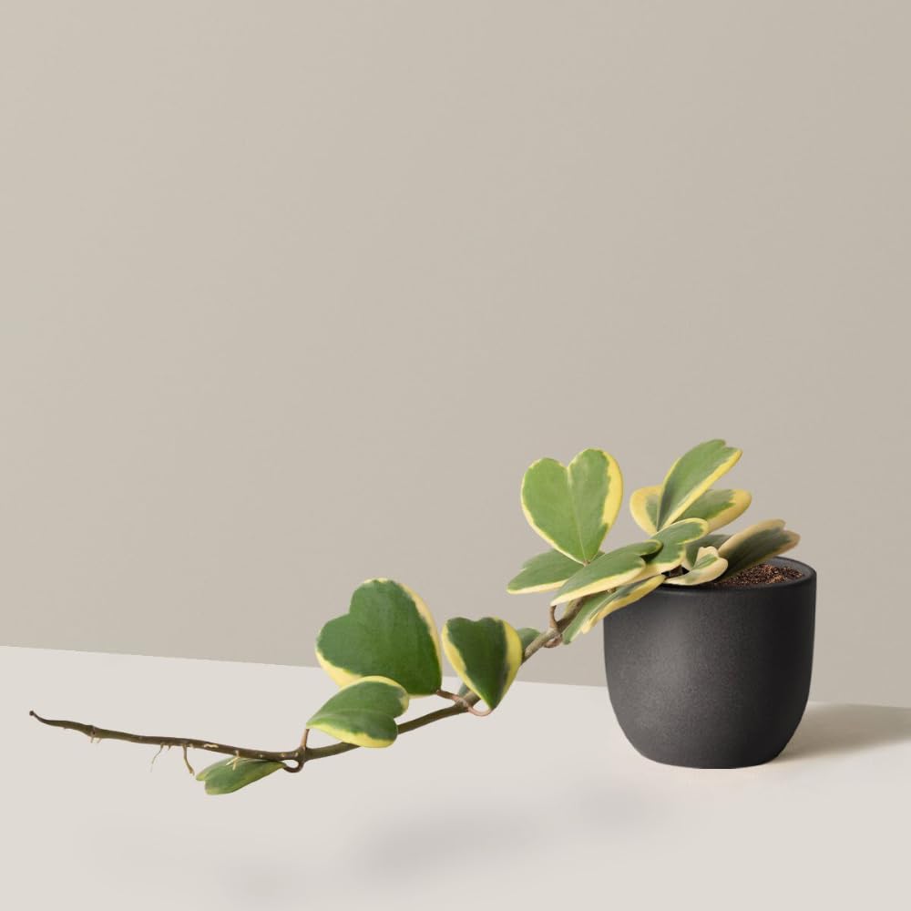 Hoya Plant Live, Variegated Kerri Hoya in 4'' Pot, Rare Heart-Shaped Succulent Vine with Cream and Green Leaves, Live Indoor Houseplant