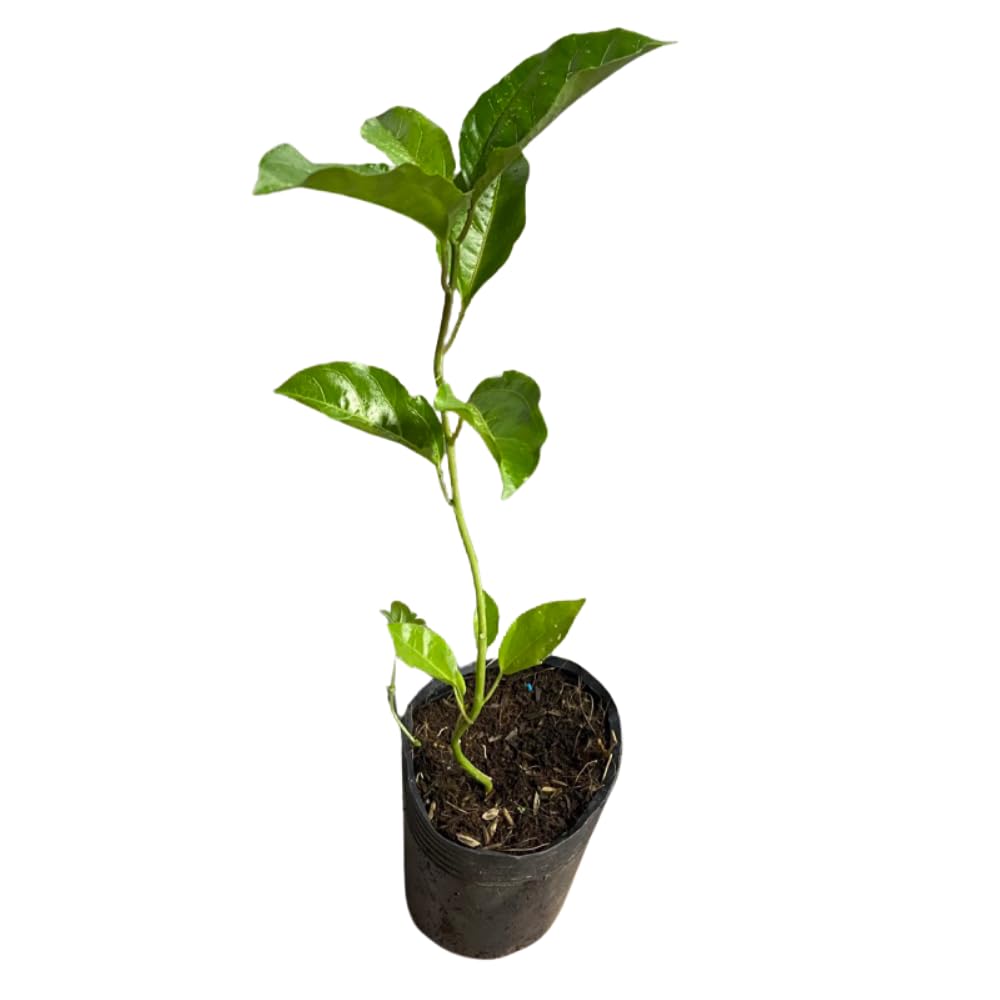 Set 2 Blue Passion Flower Vine Plants - Live Passion Flowers Plants for Outdoor Garden, 4 to 8 Inch Tall Size, Fragrant Flowers, No Pot