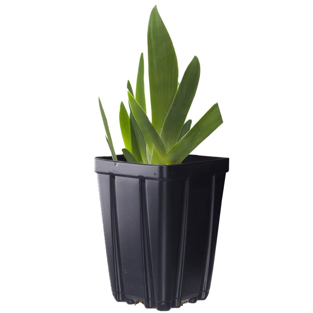 Picasso Moon Bearded Iris Plant Potted, Large Yellow Flowers, Heavy Bloomer, Stargazer Perennials