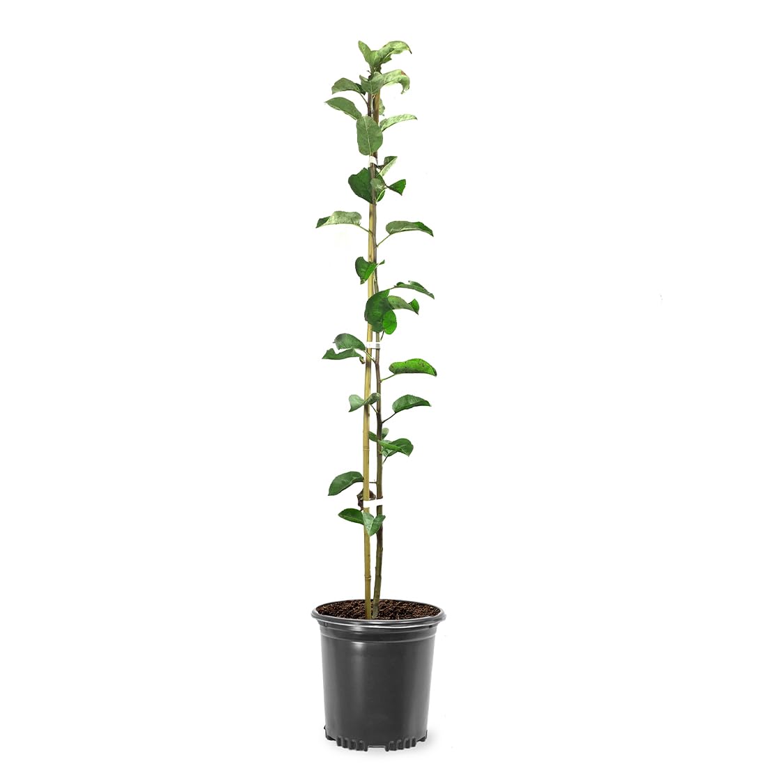 American Plant Exchange Fuji Apple Tree, 1 Gallon Pot, 2-3 ft Tall, Live Outdoor Fruiting Plant, Sweet & Tart Fruit