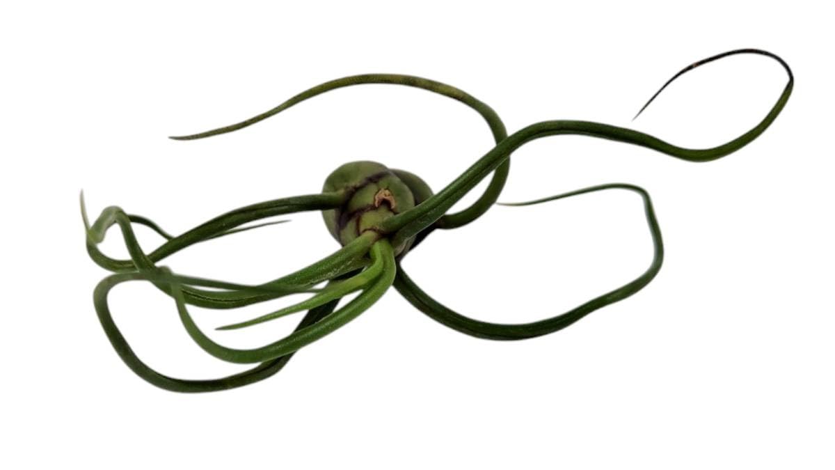 Josh's Frogs Tillandsia bulbosa Air Plant