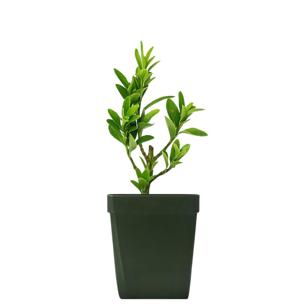 Live Bonsai Tree Starter Boxleaf Euonymus Plant, Japanese Spindle Tree, Indoor Outdoor Dwarf Shrub (Plastic Nursery Pot)