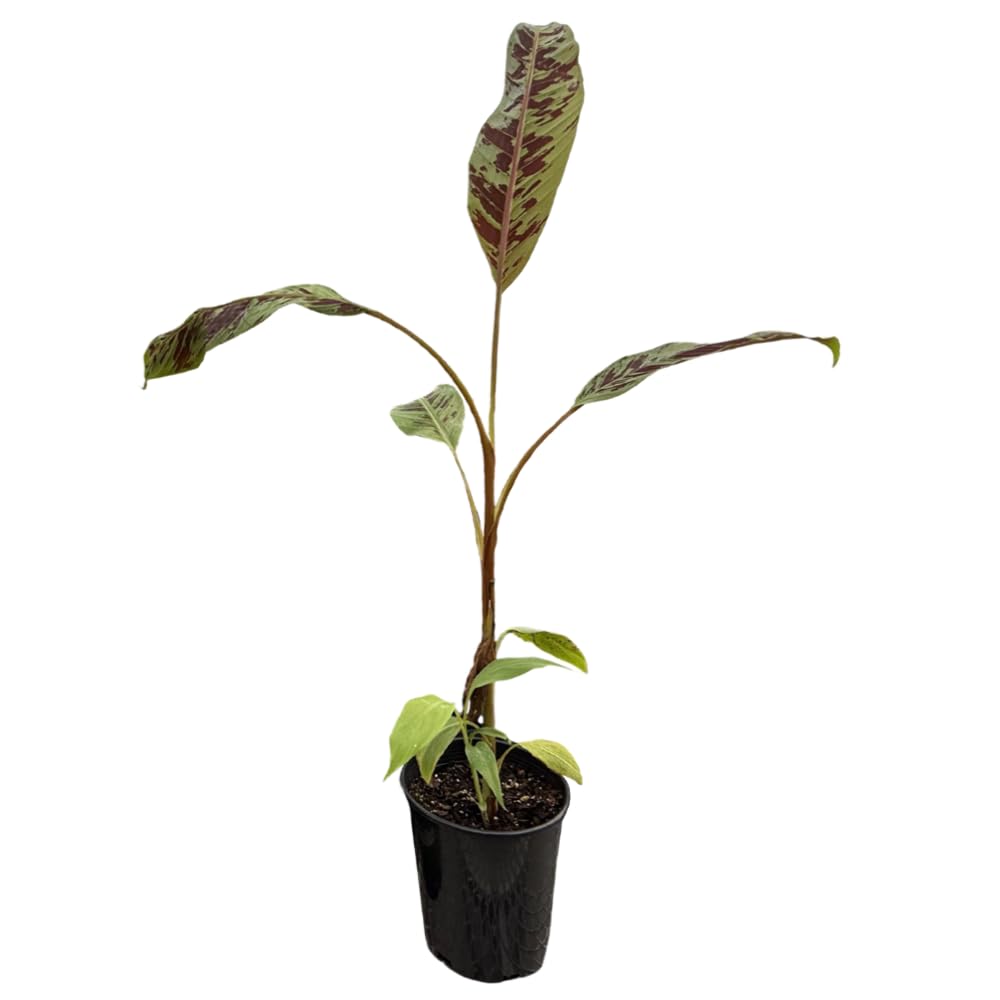 Zebrina Banana, Blood Banana - 1 Plant - Ornamental Tropical Plant