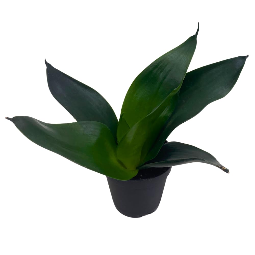 BubbleBlooms Black Dragon Snakeplant in a 2 inch Pot All Green Snake Plant