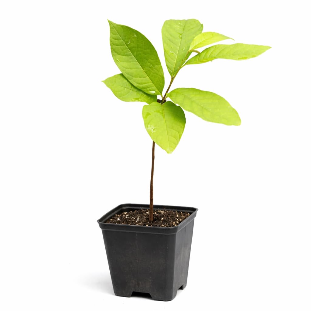 Paw Paw Tree - 6-12" Tall Indian Banana Live Plant - Quart Pot - Pawpaw Fruit Seedling - Asimina triloba