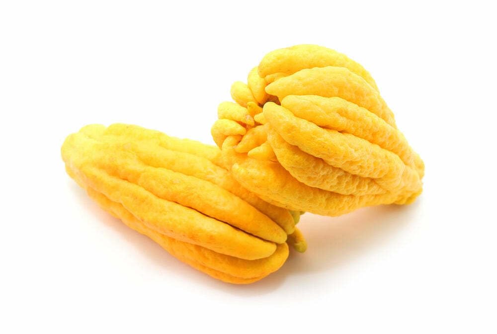 Live Plant - Buddhas Hand (Fingered Citron) Tree - 12-15" Tall - Live Citrus Plant - 5" Pot