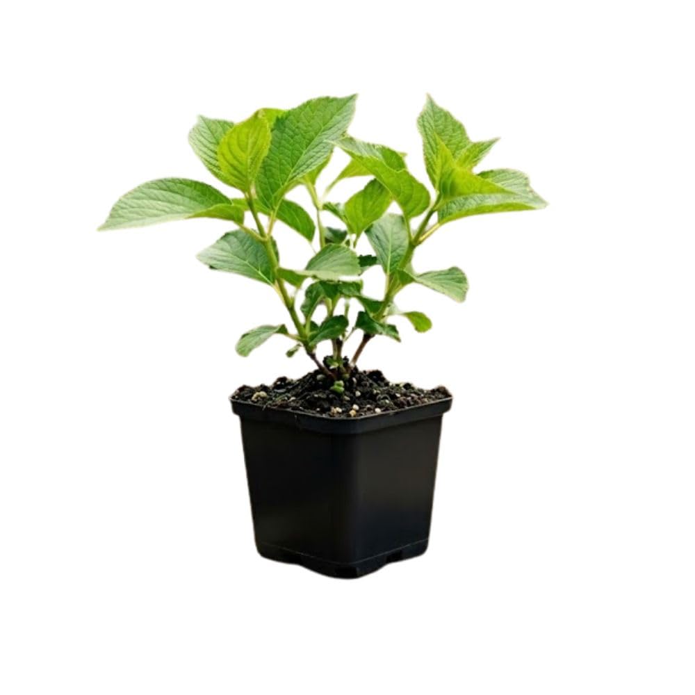 Viburnum Bush Plant Potted, Hardy Flowering Shrub, Rare Viburnum Plant for Outdoor Garden, Landscape, or Hedge, 4-6 Inches (Pink Viburnum)