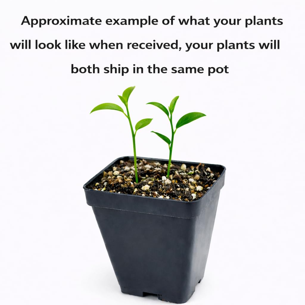 2 Nagami Kumquat Trees - 2-5 Inch Tall Live Plants - Potted Seedlings - Orange Citrus Fruit Plants - Fortunella Margarita - (2 Pack)