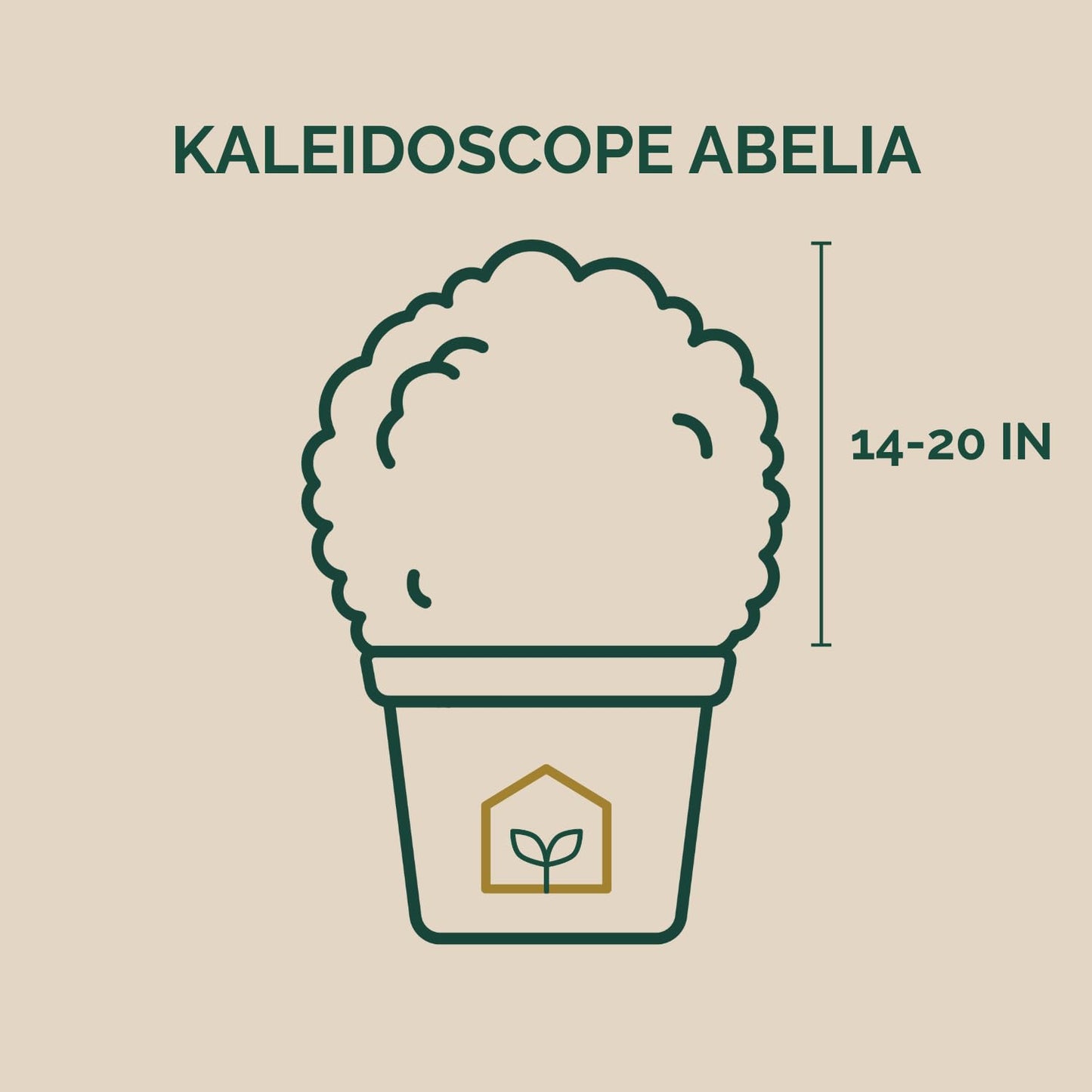 Kaleidoscope Abelia 3-Gallon