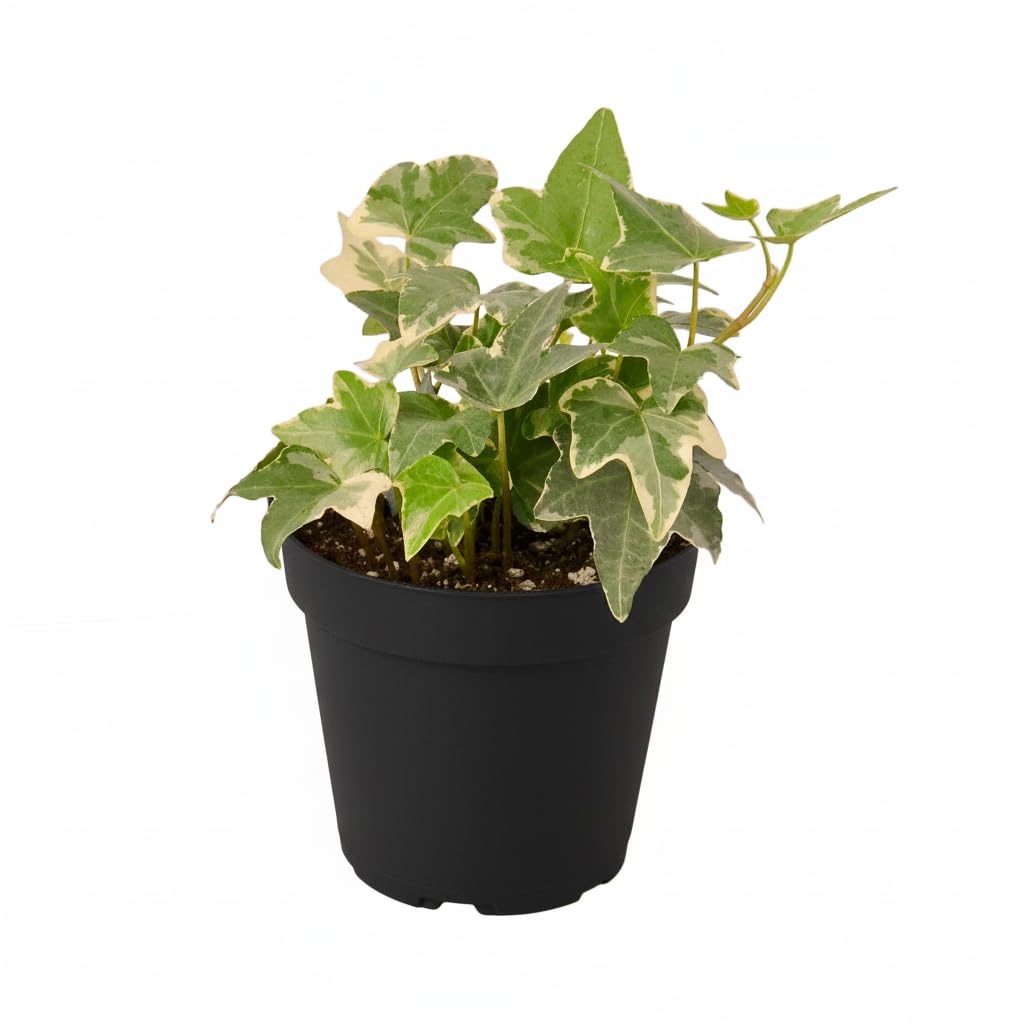 Glacier English Ivy (4 inch) - Air-Purifying Houseplants - 4/6 inch Unique Live Decorative Houseplants - Low-Maintenance Indoor Plants, House Warming Gift, Natural Air Purifier