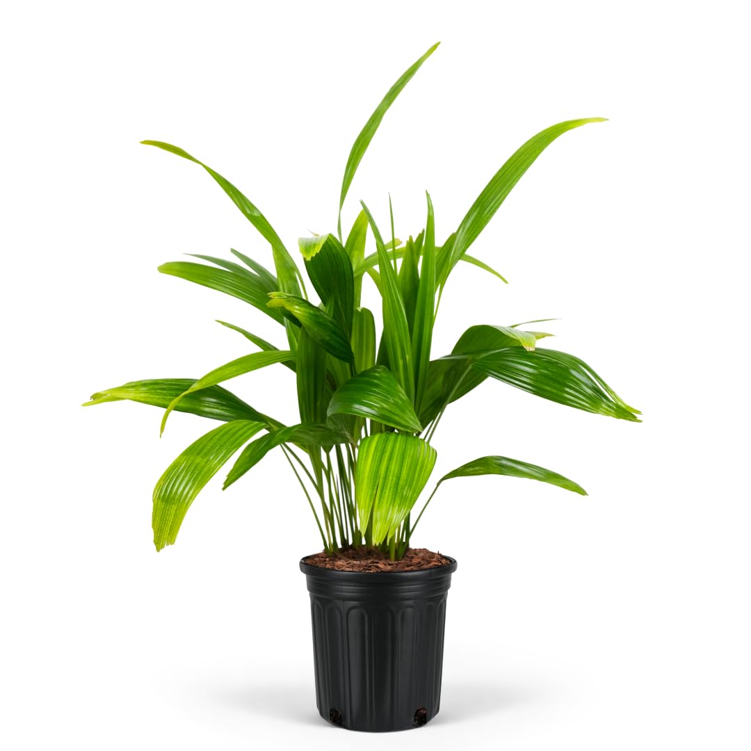 Chinese Fan Palm Tree, Livistona chinensis - Tropical Indoor/Outdoor Live Tree, Exotic Houseplant with Large Fan-Like Leaves, Low Maintenance Garden and Patio Accent (2gal Pot; 35-42in)