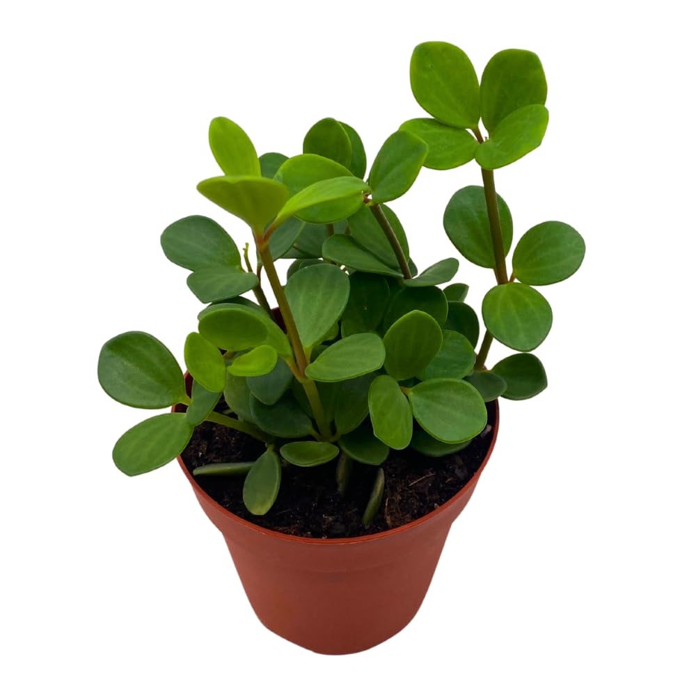 BubbleBlooms Peperomia Hope in a 4 inch Pot rotundifolia
