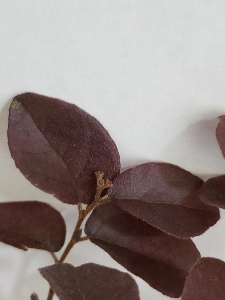 Carolina Midnight Chinese Fringe Flower - Loropetalum Hybrid - Live Shrub Plant - Red Purple Leaf - Pink Flower - Emerald Goddess Gardens - Starter Sz 4 Inch Pot