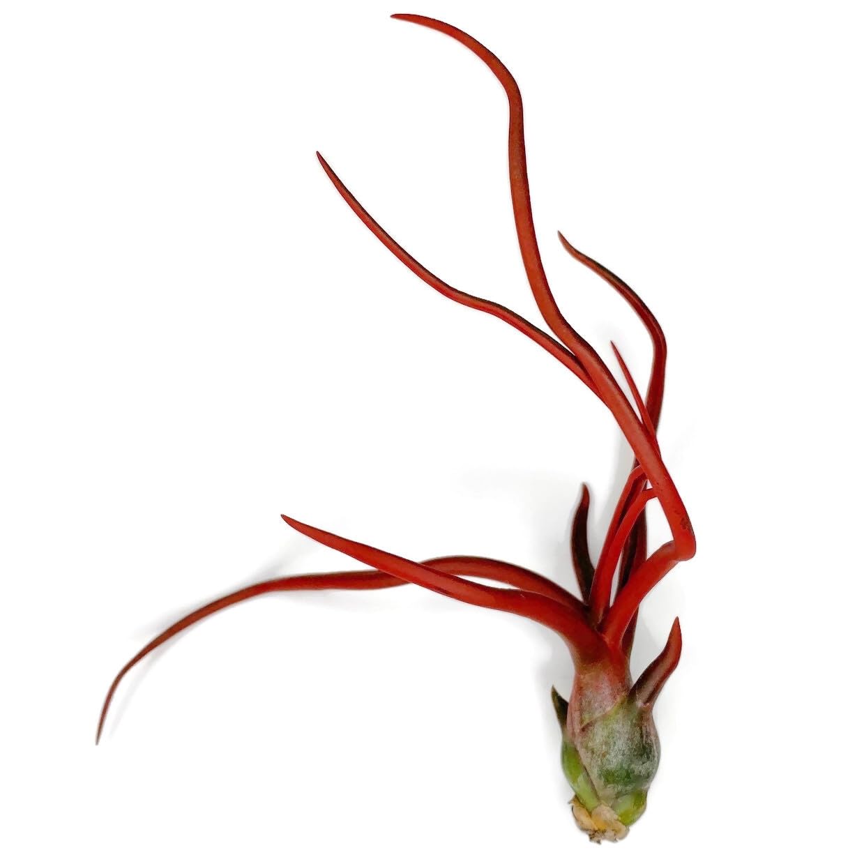 Bulbosa Air Plant, Guatemala Tillandsia Live Airplant, Healthy Arrival Guaranteed, Great Indoor Plant, Home Decor & Gift (Red)