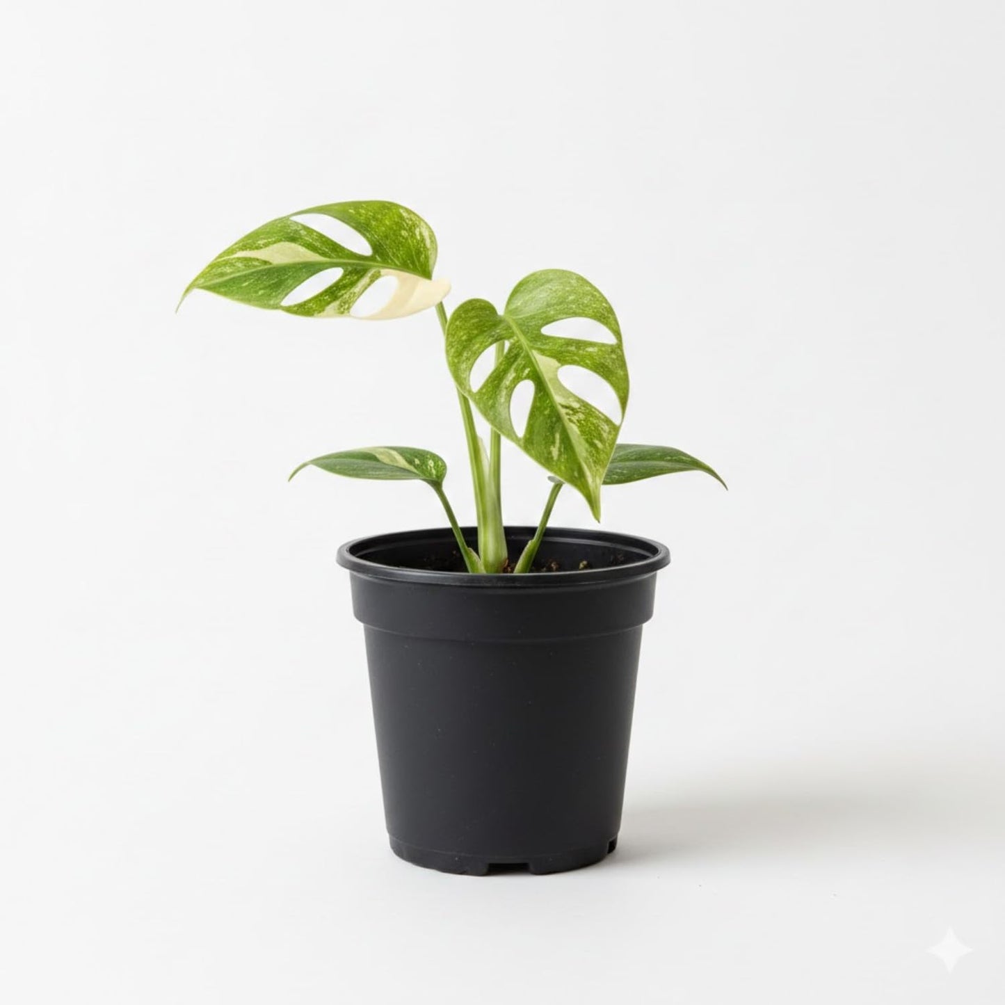 Constellation Monstera Plant, Rare Variegated Monstera Live Plant, Philodendron Houseplant for Indoor Growing, 4 to 6 Inc Tall