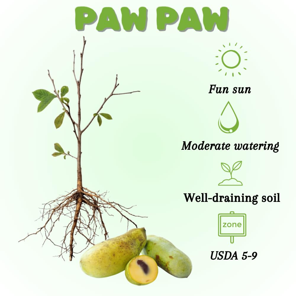 Pawpaw Tree Live Plant, Paw Paw Tree, Hardy Asimina Triloba Paw Paw Plant, Bareroots 12-18 Inches Tall for Outdoor Planting
