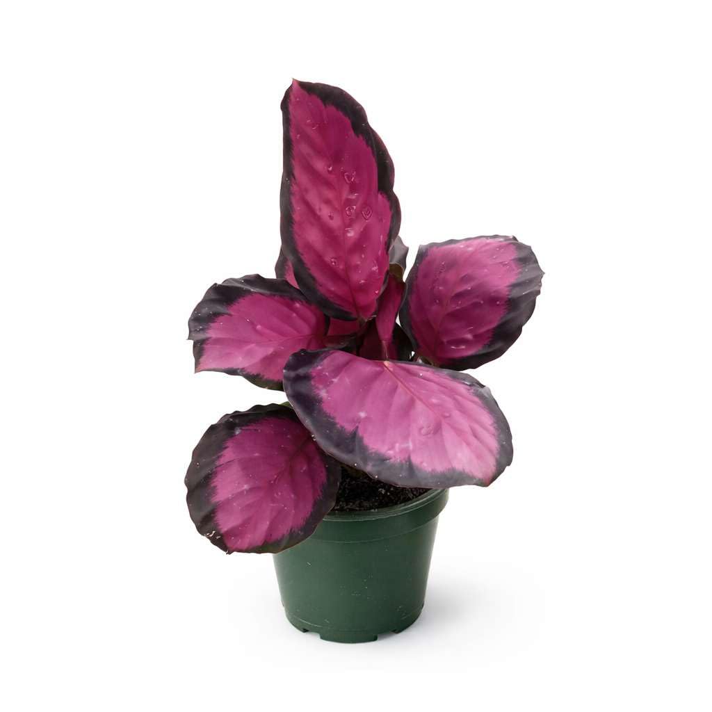 Calathea Purple Rose Live Plant for Indoor | Different Houseplants in 4'' & 6'' Pot | Real House Plant for Living Room, Office, Desk & Bathroom | Geoppertia Roseopicta
