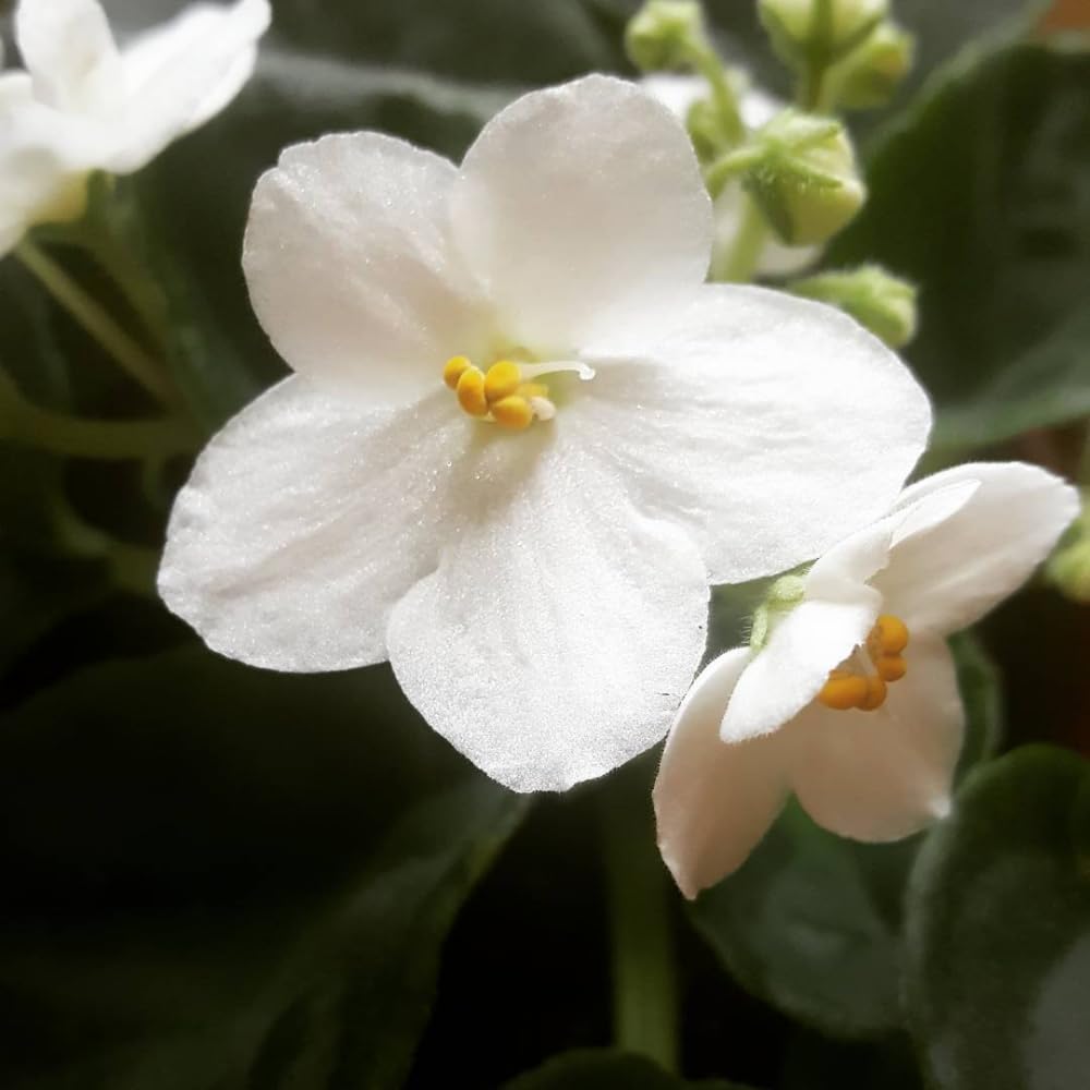 African Violet Live Plant in 4" Pot, White African Violets Plants Houseplant Well-Rooted, Indoor Outdoor Blooming, Holiday Flower Bush