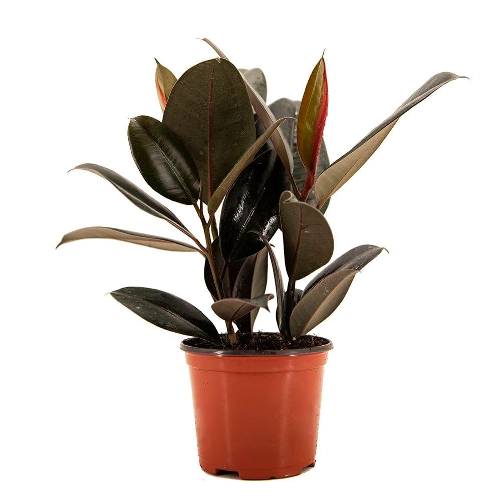 American Plant Exchange Burgundy Rubber Tree – 6-Inch with Pot – Live Easy Care Ficus Elastica Houseplant, Air Purifying Indoor Tree for Home, Office, Patio, or Housewarming Gift
