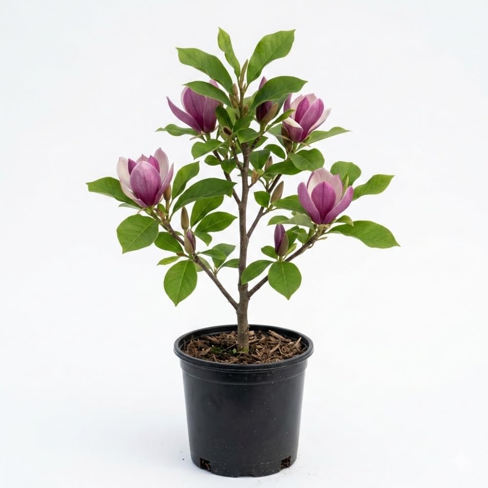 Magnolia Trees Live Plants, Jane Magnolia Tree, Pink Blooms, Well Rooted in 3 Gallon Pot, 3 Feet Tall, Fragrant Pink Flowers for Patio and Garden, No Ship to CA