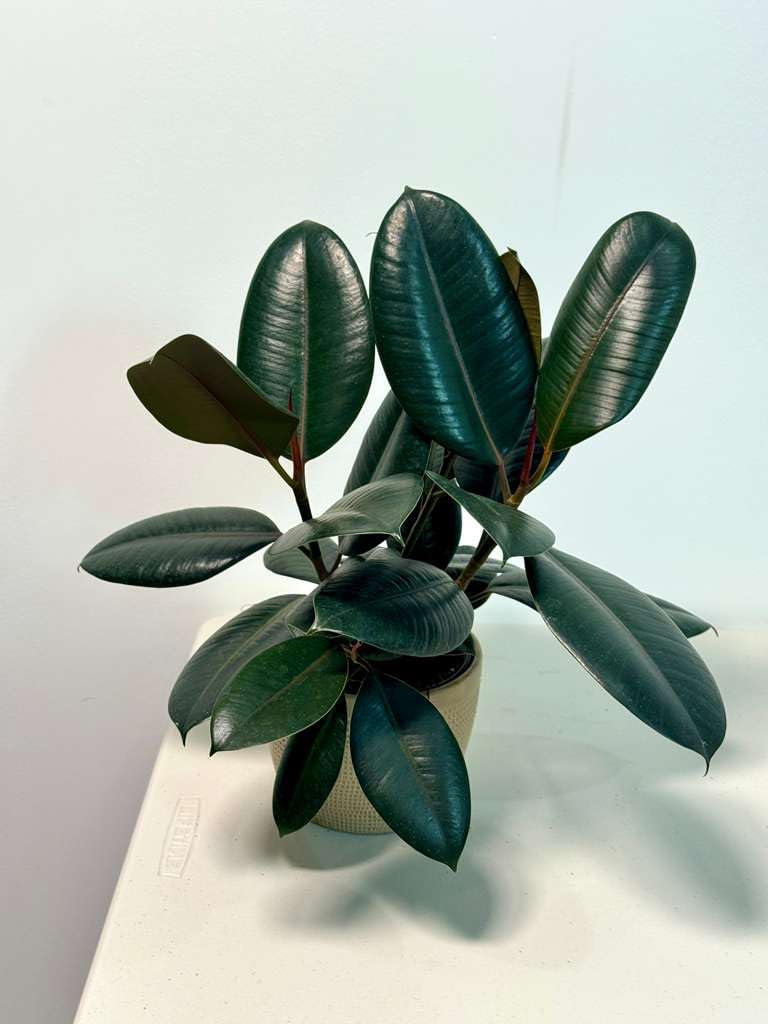 PLANTVERS Ficus Elastica ‘Burgundy’ Live Plant in 6" Grow Pot - Burgundy Rubber Tree – Low-Maintenance Indoor Houseplant | Air-Purifying Indoor Plant