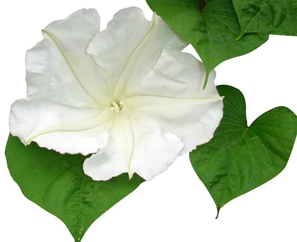 White Moonflower Vine Seeds - Climbing Vine Up to 15' - Fragrant, Blooms in the Evening