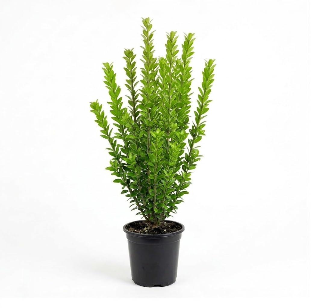 Sky Pencil Holly Live Plant, 4" Pot, 12-18" Tall, Columnar Holly Shrub, Fast Growing Hedge Plant, Ideal for Containers, Entryways or Gardens