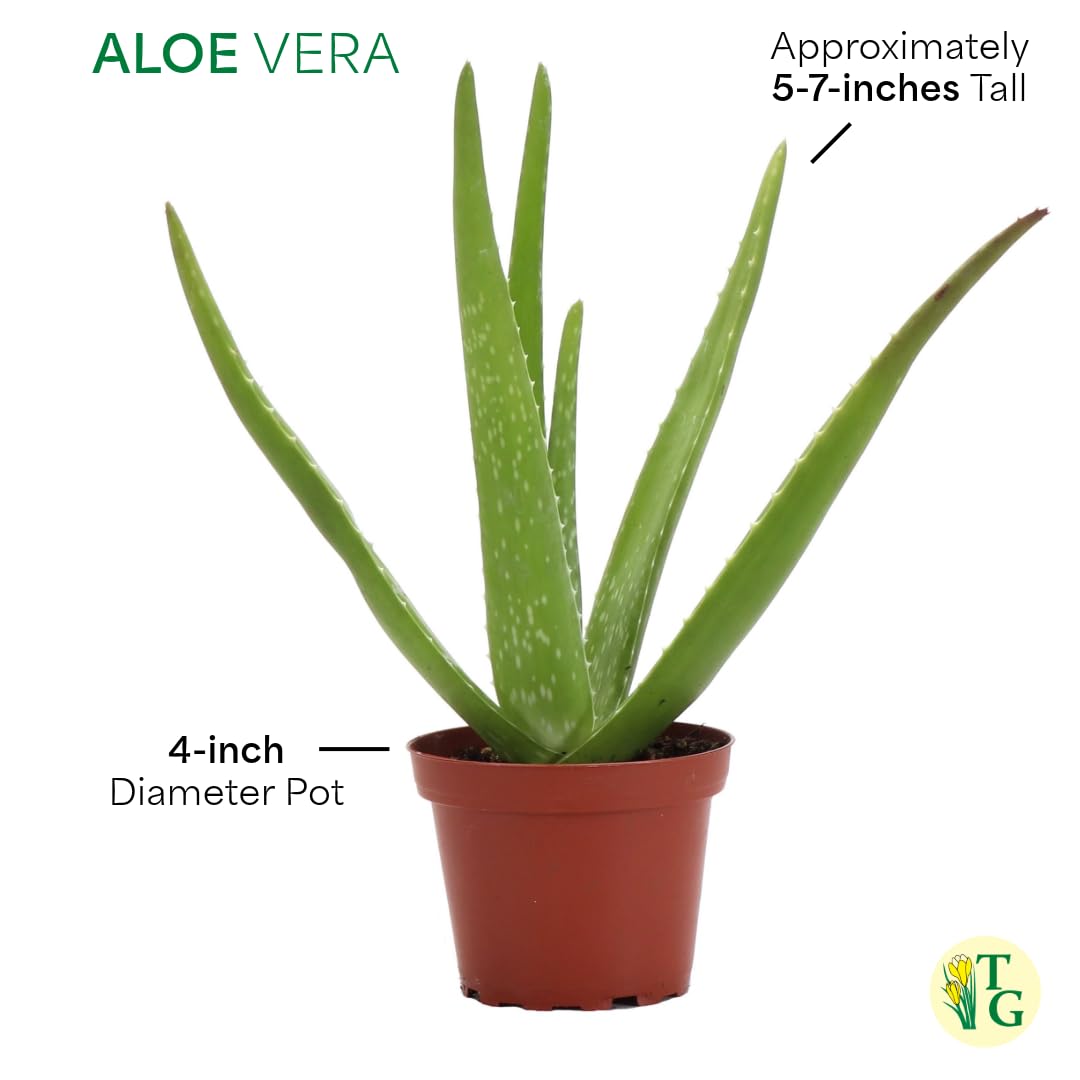 Thorsen's Greenhouse Aloe Vera, Live Indoor Plant, Aloe barbadensis, Easy to Grow, Succulent, Natural Air Purifier, 4" Diameter Pot (Natural)
