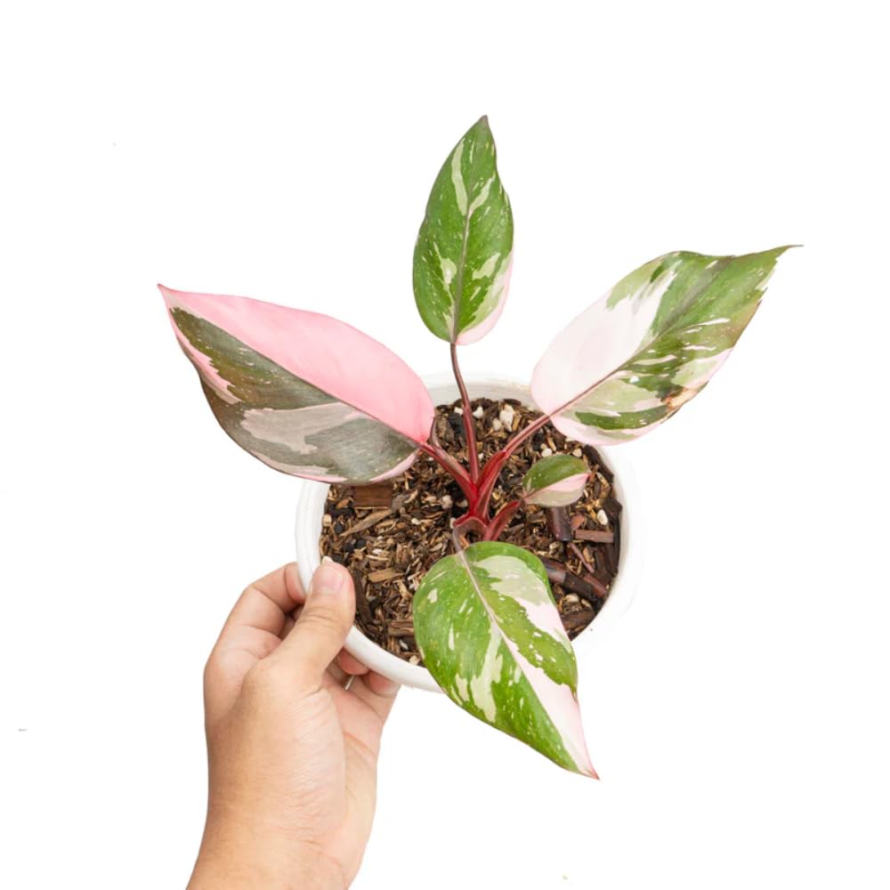 2 Pink Philodendron Plants Live, Variegated Indoor Houseplant, 5-8 Inch Tall Tropical Foliage, Rare Philodendron
