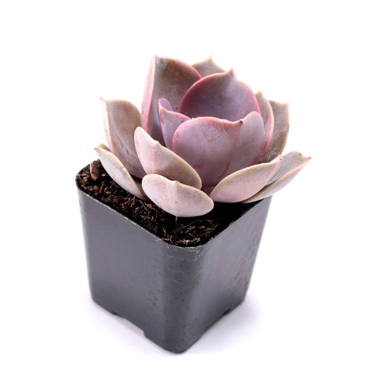 Mountain Crest Gardens Echeveria Succulent Bulk Pack - 25 Live Rosette Plants, 5 Each of 5 Varieties, Rooted in 2 Inch Pots - Succulents for Arrangements, Decor & DIY Projects