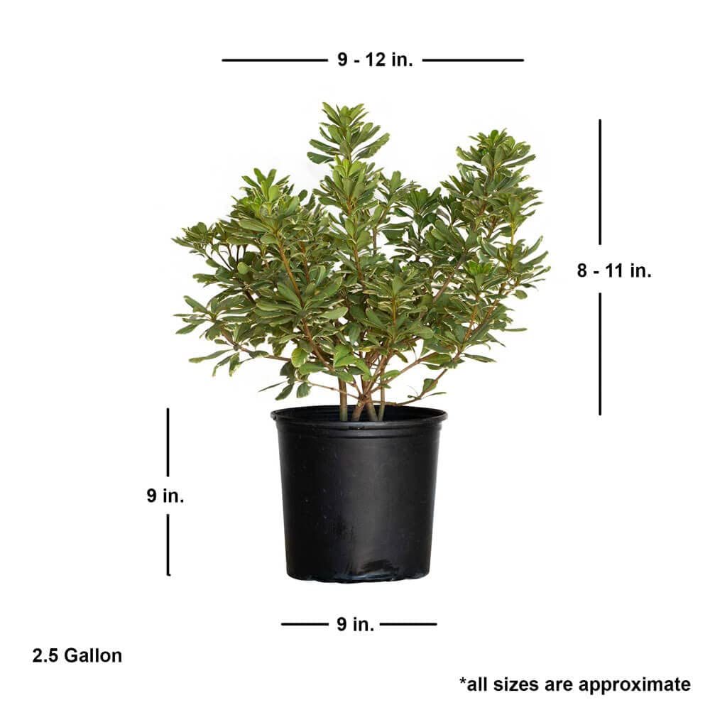 Variegated Pittosporum 'Japanese Mock Orange' (2.5 Gallon) Evergreen Shrub with Green and Cream-White Foliage - Part Sun Live Outdoor Plant