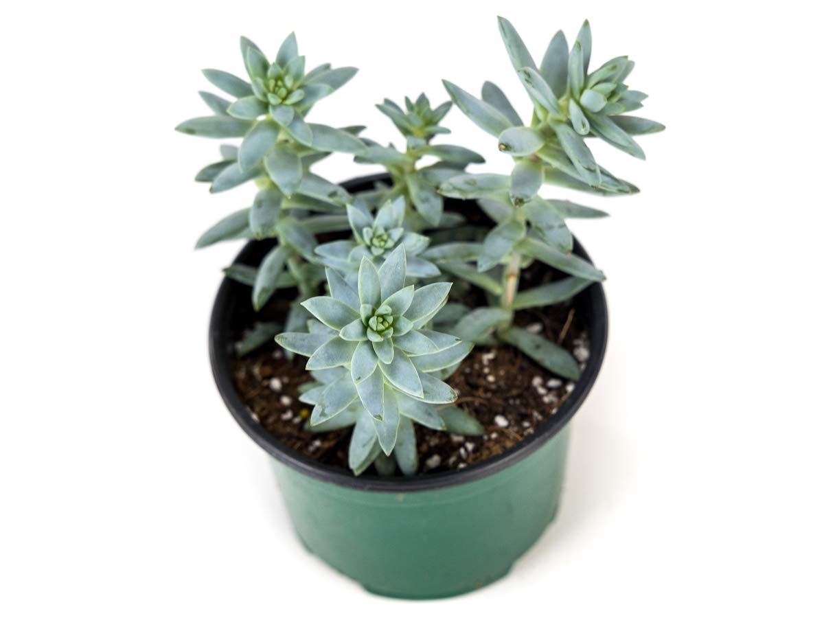Josh's Frogs Desert Plant Kits for Arid Bioactive Terrariums (Extra Small)