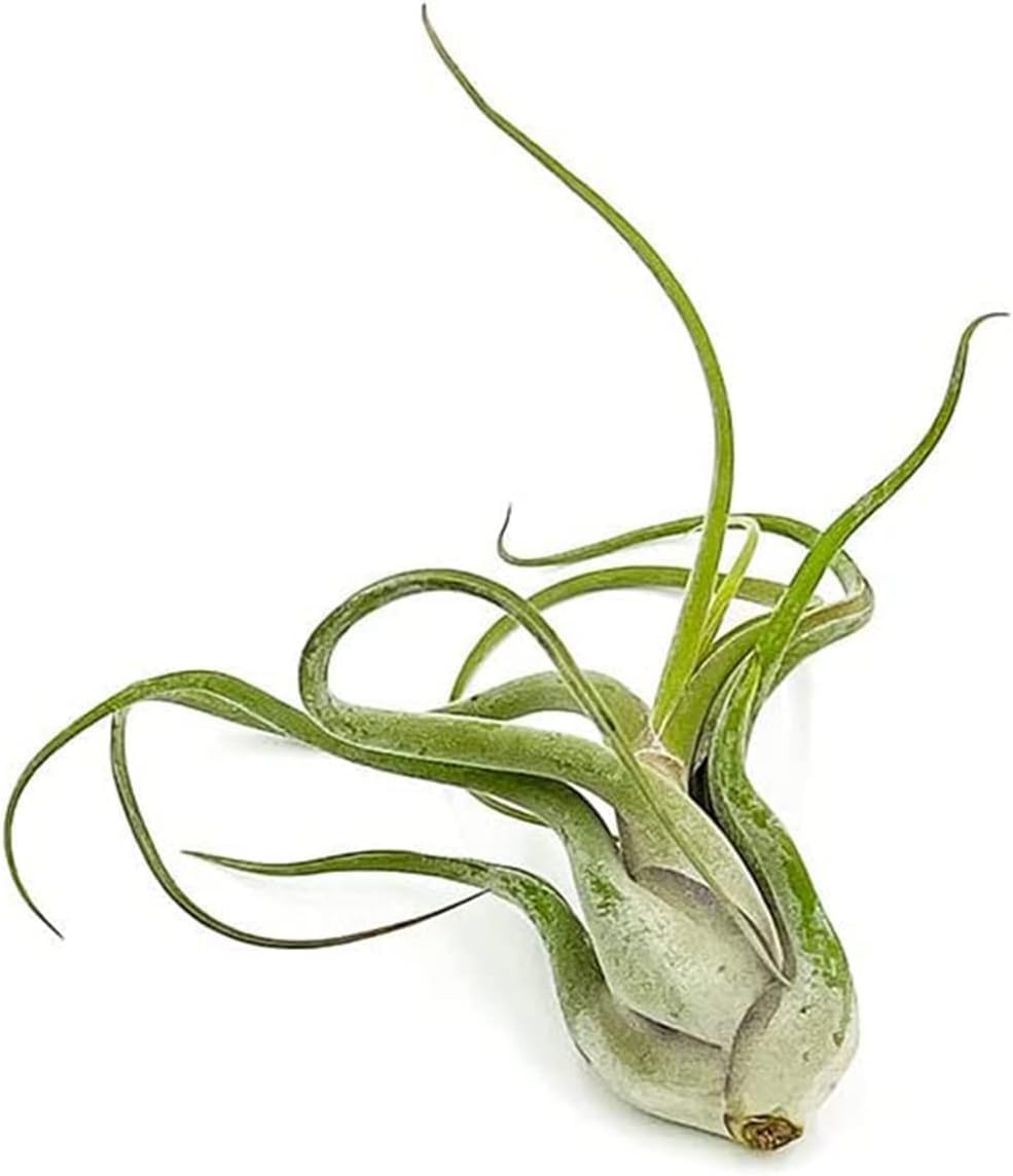 ragnaroc Air Plants - Flowering Tillandsia Caput Medusae, Large 5-7" - 3ct - Live Arrival Guaranteed - House Plants for Home Decor & Gift