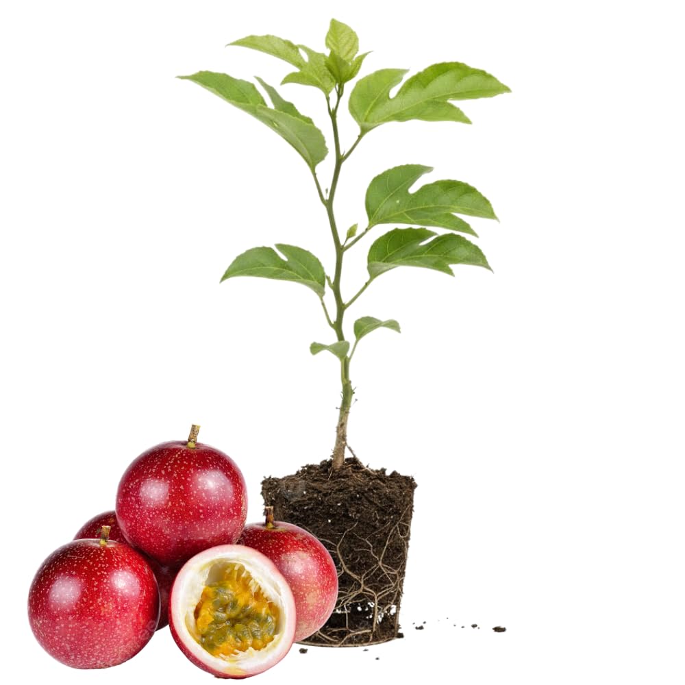 Red Passion Fruit Vine Plant Live, Perennial Tropical Fruit Tree for Garden or Trellis, 5-10 Inches Tall, Passionfruit Seedling
