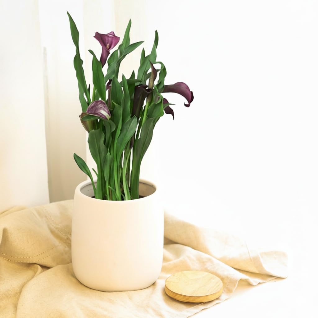Live Indoor Flowering Houseplants, Pink Calla Lily in 4" Grower Pot, Easy Care Houseplants, Live Plants for Home and Office Decor
