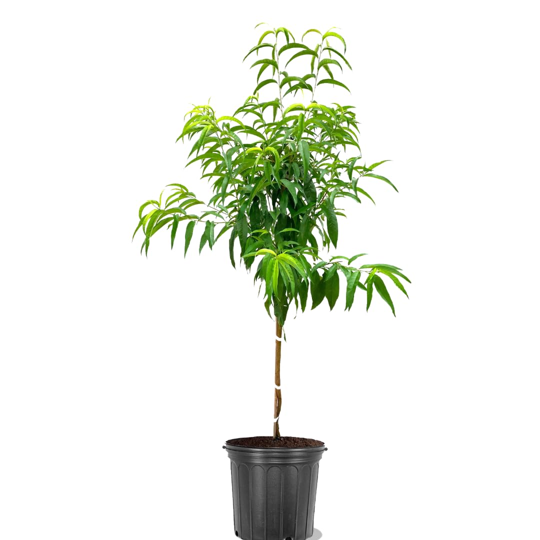 American Plant Exchange Peach Tree 'Contender' – 5-Gallon Pot – Live Fruit-Bearing Tree, Cold-Hardy, Juicy & Sweet Yellow Peach Harvest for Home Orchards, Backyard Gardens & Edible Landscapes