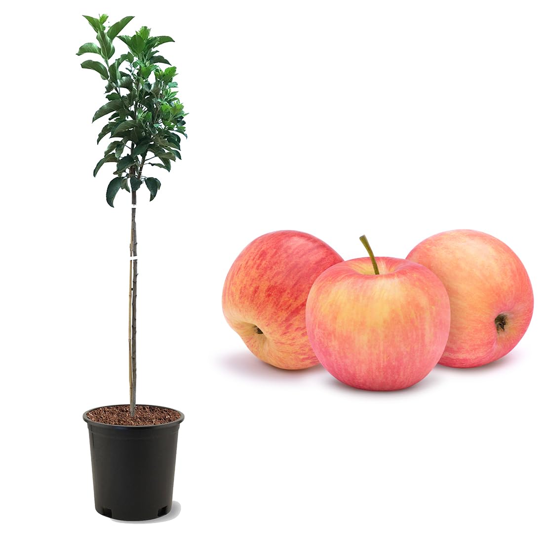 American Plant Exchange Fuji Apple Tree, 5 Gallon Pot, 3-4 ft Tall, Live Outdoor Fruiting Plant, Sweet & Tart Fruit