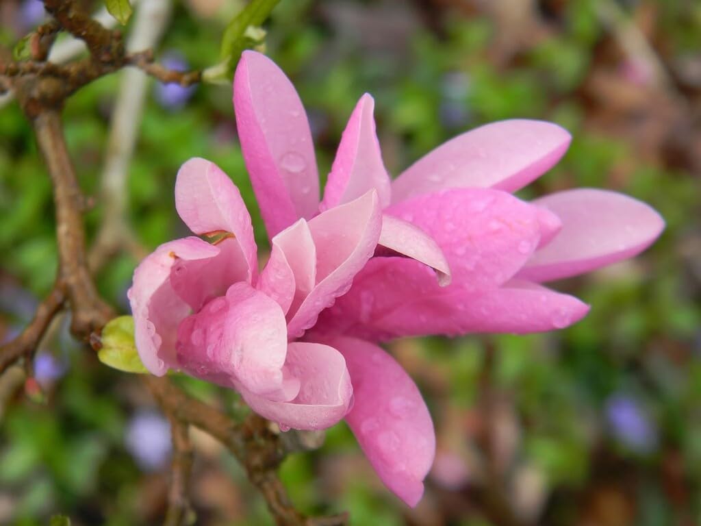 Live Plant - Magnolia