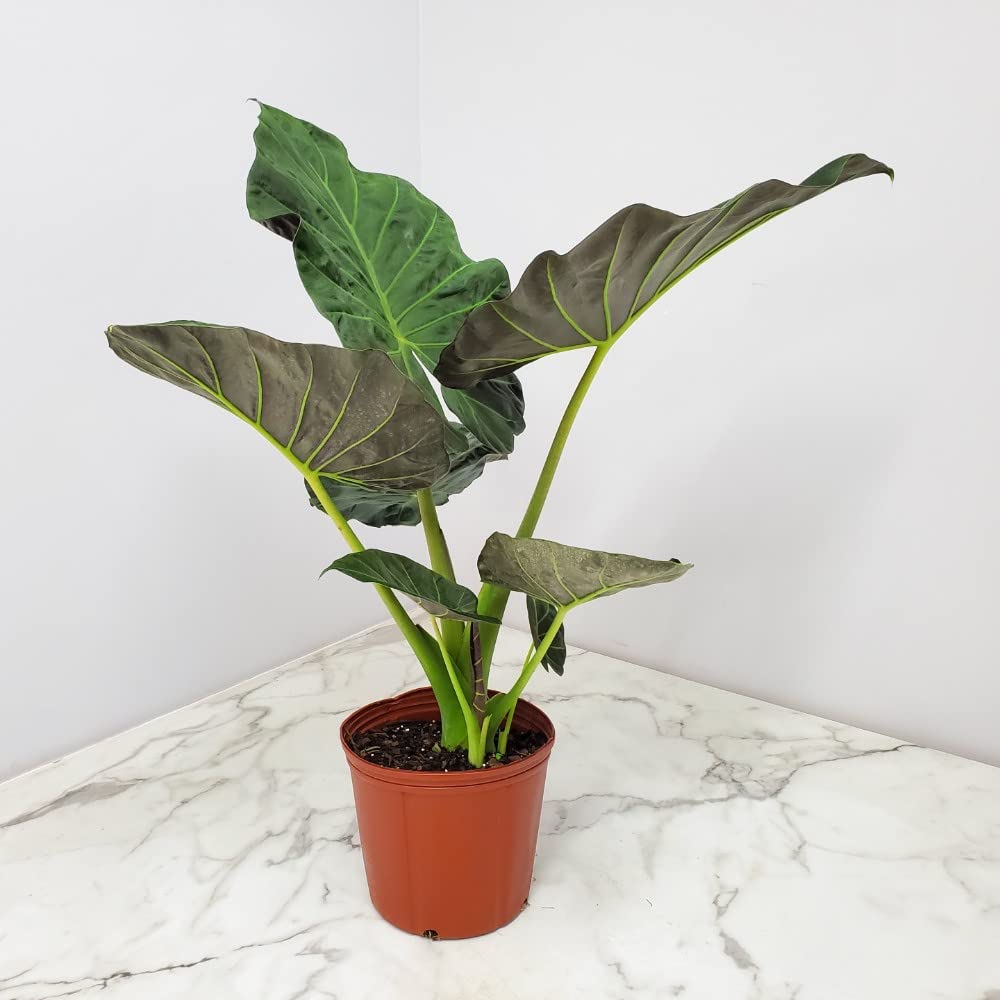 Tropical Plants of Florida Alocasia Regal Shields Live Plant 3 Gallon 10 Inch Nursery Pot, 26 to 32 Inch Tall Elephant Ear with Dark Green and Purple Foliage