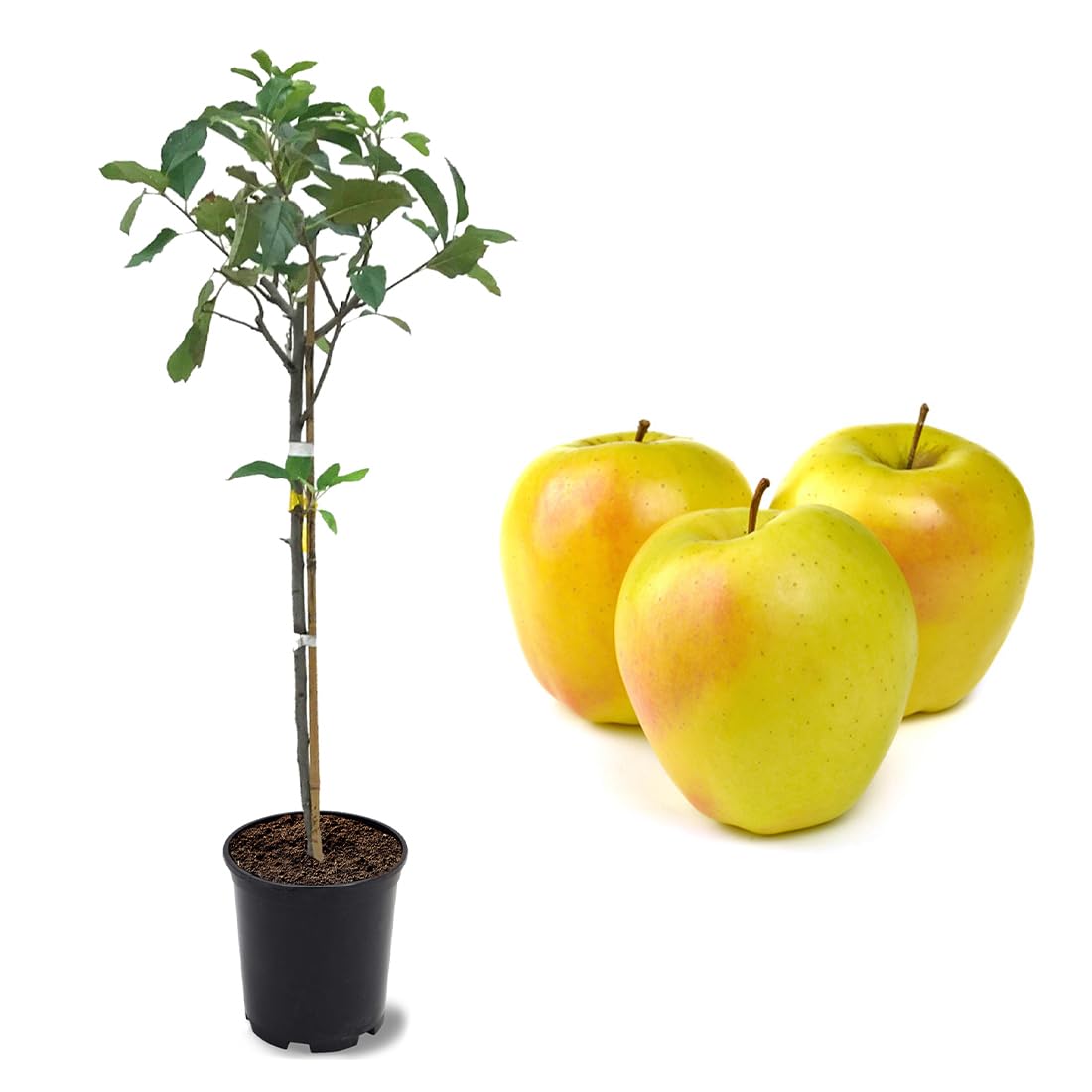 American Plant Exchange Dorsett Apple Tree, 1 Gallon Pot, 2-3 ft Tall, Live Outdoor Fruiting Plant, Sweet, Crisp and Tangy Fruit