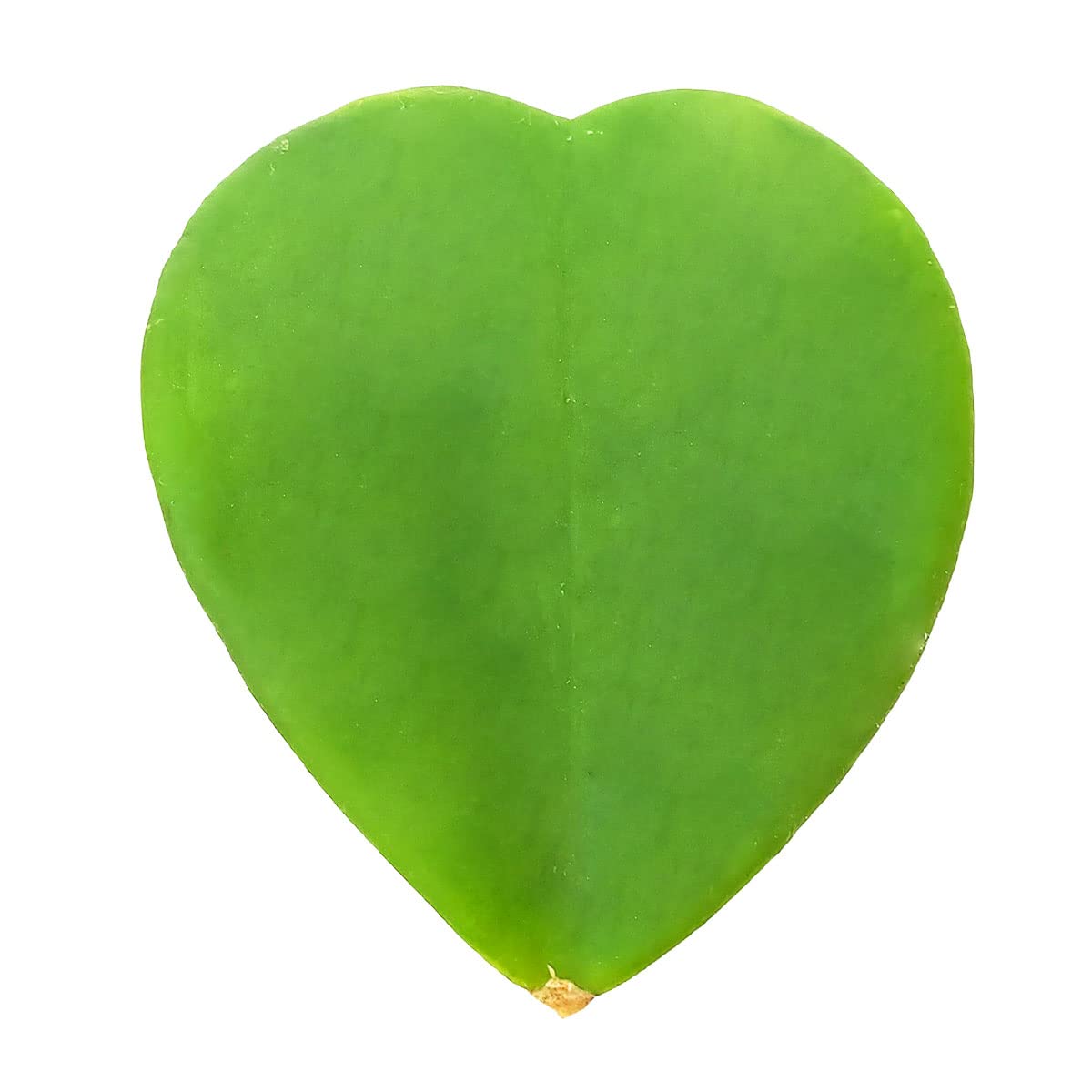 Live Houseplant 4" Hoya Kerrii Heart - Easy Care Indoor Plant - House Plants Indoors Live - Low Light House Plants - Plants Live Houseplants - Air-Purifying Houseplant for Gift or Home Decoration