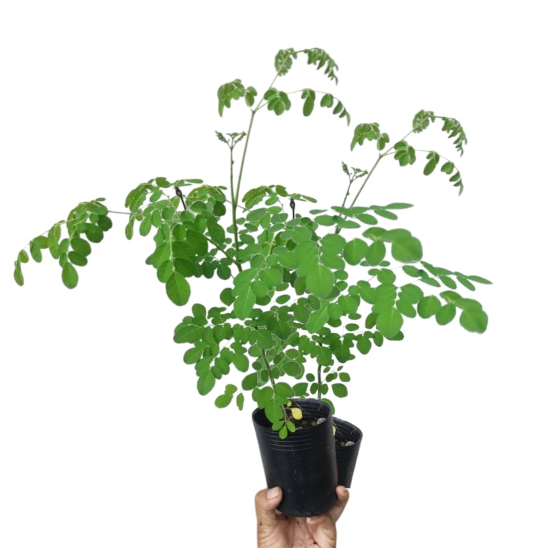 Moringa Tree Live Plant, Malunggay Moring Plant in 4" Pot, 7-10" Well-Rooted, Drumstick Horseradish Trees Live Plants for Planting